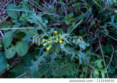 yellow flowers of wild chrysanthemum 111936630