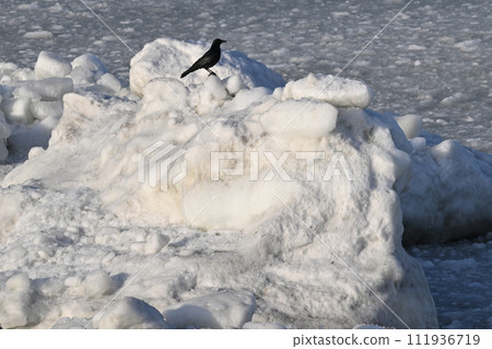 Drift ice and crow 111936719