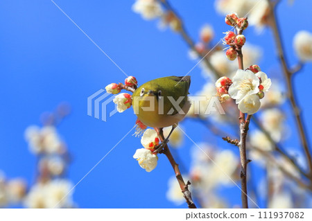 White-eye flapping its wings in search of the denseness of plums White-eye flapping its wings in search of the denseness of plums 111937082