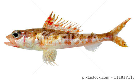 A cutout white background image of a small fish "Himeji" with large eyes 111937113