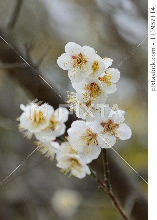 The season when white plum blossoms are fragrant 111937114