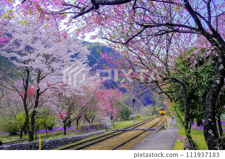美麗的櫻花和桃花盛開的神戶站 111937183