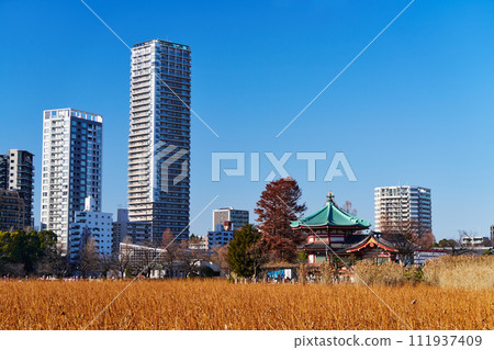 東京上野有美麗枯萎荷葉的忍池 東京上野有美麗枯萎荷葉的忍池 111937409