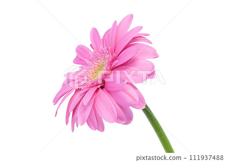 [Gerbera] (Depth synthesis) 111937488