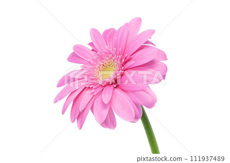 [非洲菊]（深度合成） 111937489
