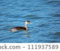 Red-necked Grebe_20130507_3953 111937589