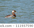 Red-necked Grebe_20130507_4007 111937590