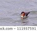 Red-necked sandpiper_20040501_7821 111937591
