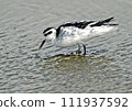 Red-finned sandpiper_20041010_7515 111937592