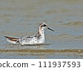 Red-necked Sandpiper_20060924_3022. 111937593