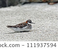 Red-necked sandpiper_20090522_1531 111937594