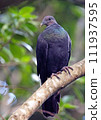 Red-headed crow pigeon_20090915_6717 111937595