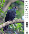 Red-headed crow pigeon_20090915_6736 111937596
