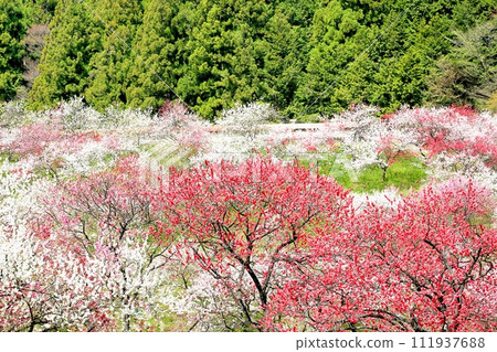 Achi/Tsukigawa Onsen Hanamomo no Sato Achi/Tsukigawa Onsen Hanamomo no Sato 111937688