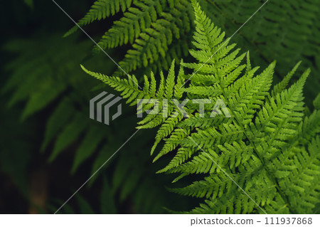 Natural ferns in forest blurred background. Green fern plants in nature landscape. Fresh green tropical foliage. Rainforest jungle landscape Nature organic wallpaper Natural ferns in forest blurred background. Green fern plants in nature landscape. Fresh green tropical foliage. Rainforest jungle landscape Nature organic wallpaper 111937868