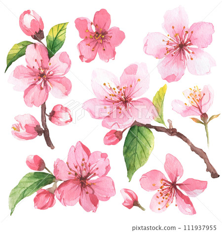Illustration of cherry blossoms with watercolor touch 111937955