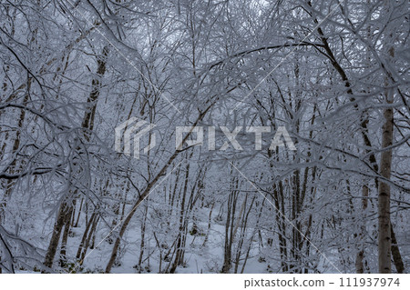 霧和冰山 111937974