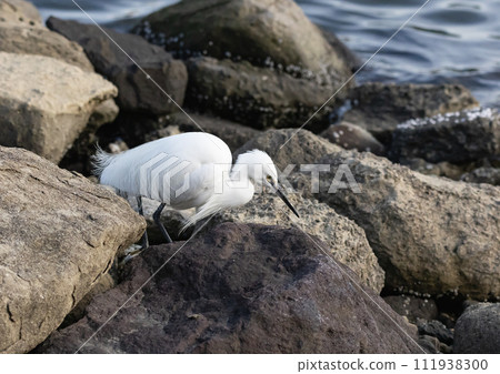 東京港野鳥公園小白鷺 東京港野鳥公園小白鷺 111938300