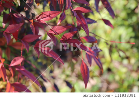 冬季花園中的南天竹葉變紅 111938391