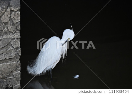 Profile of a white egret grooming itself (black background) 111938404