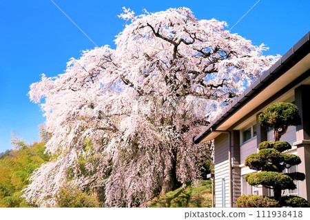 Ishizuka Cherry 111938418