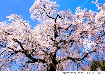 Ishizuka Cherry 111938420