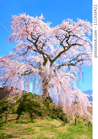 Ishizuka Cherry 111938421