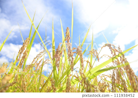 結果的水稻穗 111938452