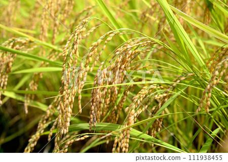 Rice early harvest 111938455