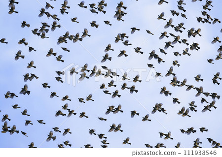 Flying flock of bulbuls 111938546