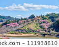 佐久間水壩湖水上公園滿山盛開的河津櫻花 111938610
