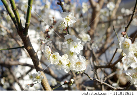 Plum blossom Plum blossom 111938631