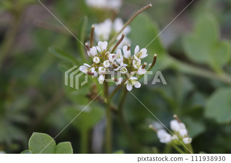 White flowers of Tanetsukebana blooming on the roadside in winter White flowers of Tanetsukebana blooming on the roadside in winter 111938930