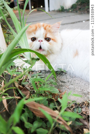 cat or Persian cat , kitty at home cat or Persian cat , kitty at home 111938943