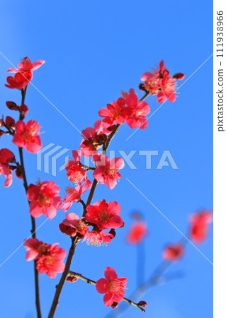 鮮紅的梅花紅日通 111938966