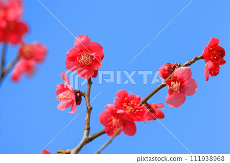 Bright red plum blossoms Benichidori 111938968