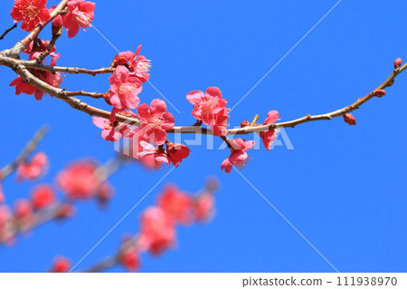 鮮紅的梅花紅日通 111938970