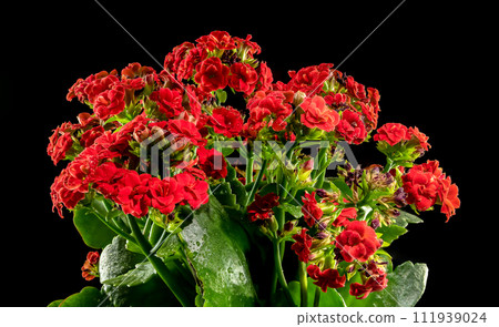 Kalanchoe red flowers on a black background 111939024