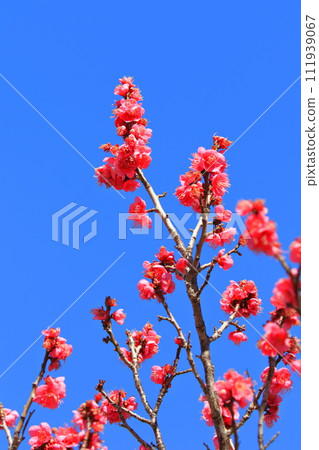 Bright red plum blossom Osakazuki Bright red plum blossom Osakazuki 111939067