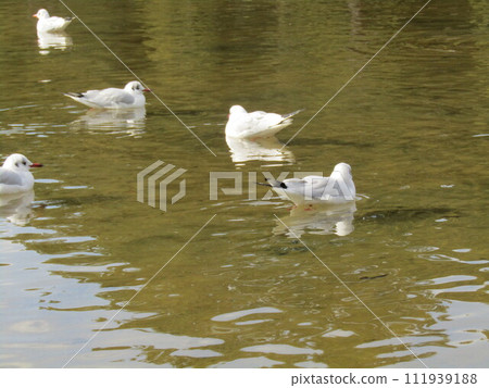 Winter migratory bird black-headed gull that came to Inage Seaside Park beach pond 111939188
