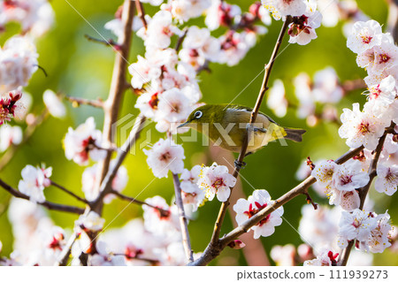 Plum blossoms and white-eyes make you feel the arrival of spring 111939273