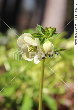 white flower christmas rose 111939297