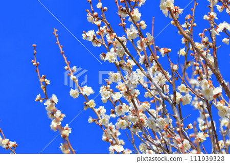 White plum (Shirokaga) White plum (Shirokaga) 111939328
