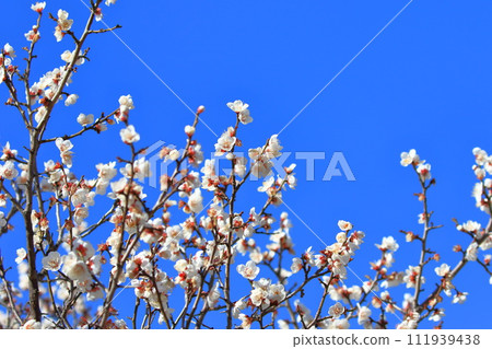 White plum, winter solstice plum (Tojibai) White plum, winter solstice plum (Tojibai) 111939438