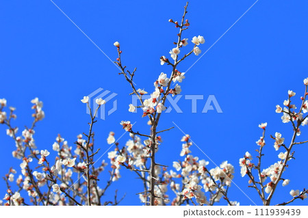 白梅、冬至梅（Tojibai） 111939439