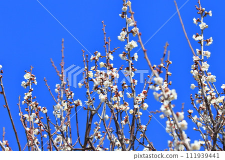 White plum, winter solstice plum (Tojibai) White plum, winter solstice plum (Tojibai) 111939441