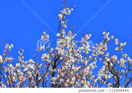 白梅、冬至梅（Tojibai） 111939444