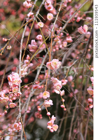 粉紅垂梅“紫藤牡丹垂枝” 111939543
