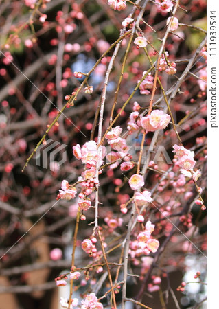 粉紅垂梅“紫藤牡丹垂枝” 111939544
