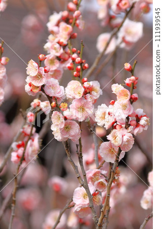 Pink weeping plum "Wisteria Peony Weeping" Pink weeping plum "Wisteria Peony Weeping" 111939545